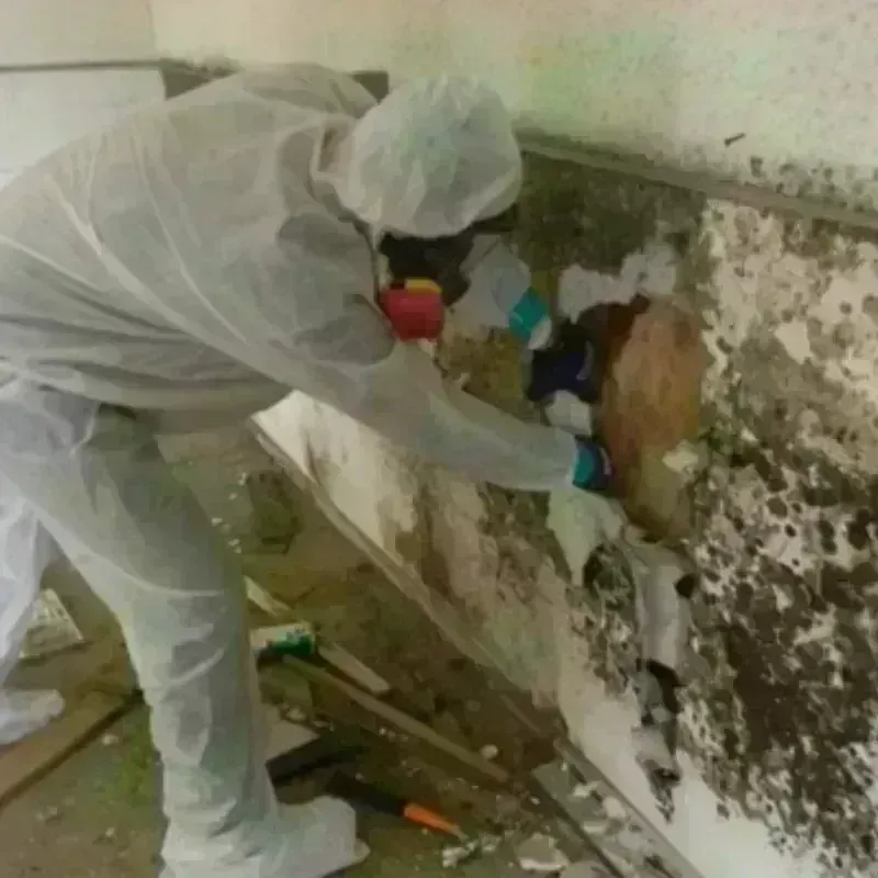 Mold Remediation and Removal in Skiatook, OK